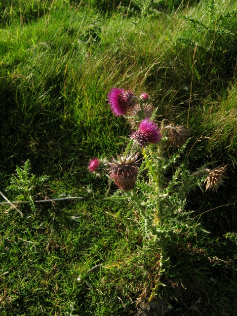 IMG_5420Musk Thistle