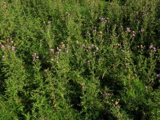 IMG_5425Creeping thistle