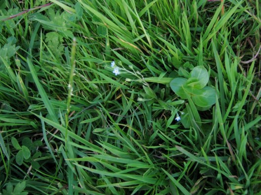 IMG_5428Tufted Forget-me-not