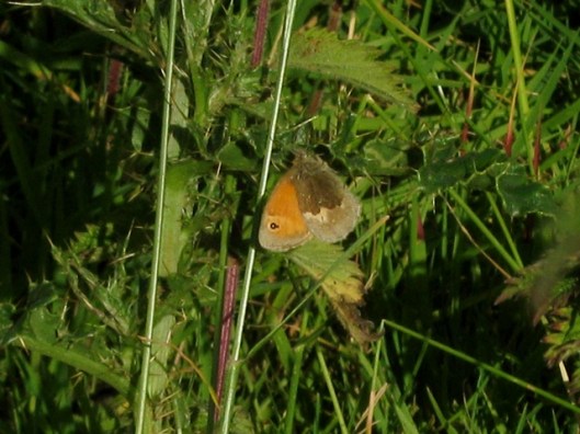 IMG_5429Small Heath