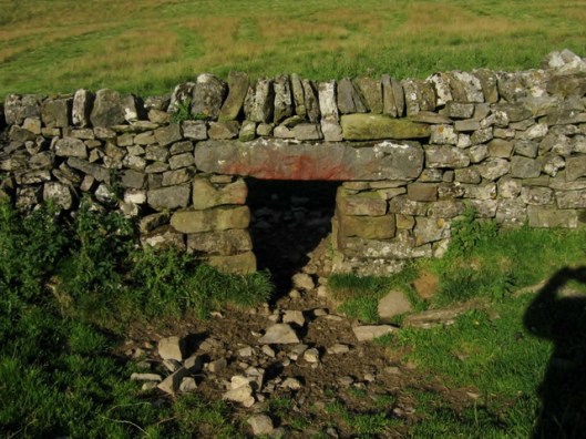 IMG_5432Sheep tunnel