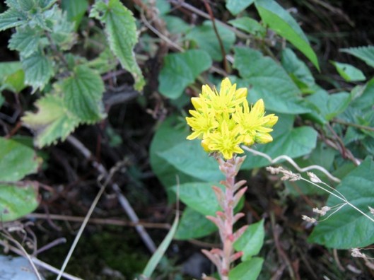 IMG_5443Rock Stonecrop
