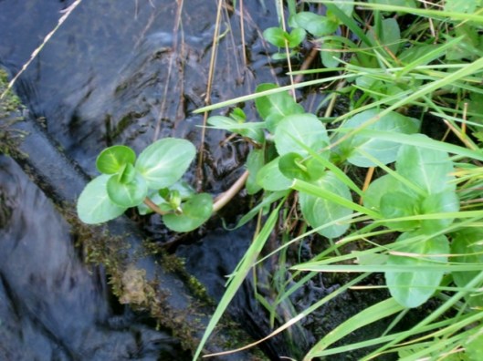 IMG_5445Possibly Bogbean