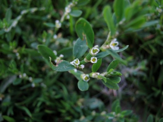 IMG_5448Knotgrass