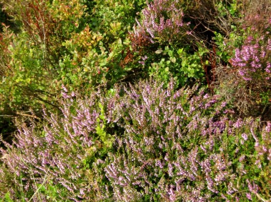 IMG_5451Heather and bilberries
