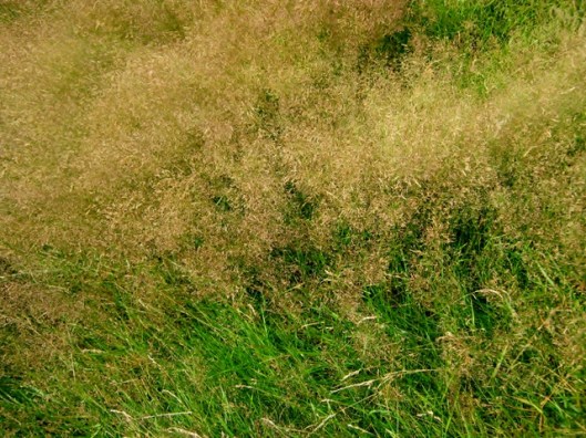 IMG_5452Grass