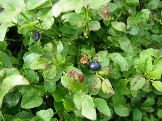 IMG_5456Bilberry