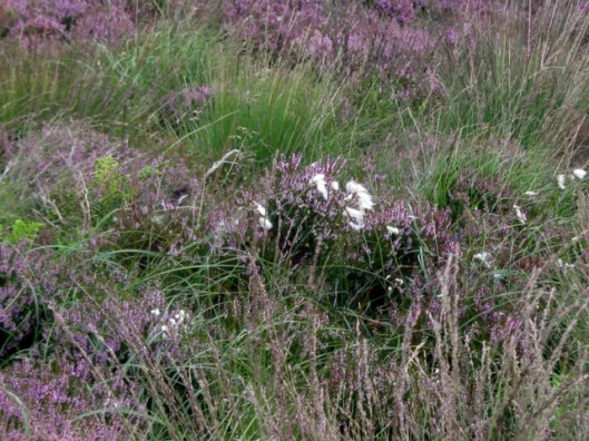 IMG_5461Common Cotton-grass still in flower