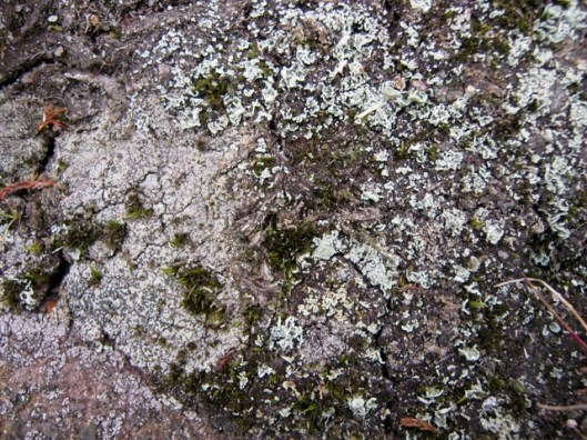 IMG_5462Lichen and moss on rock