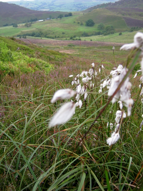 IMG_5467Common Cotton-grass