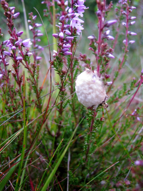 IMG_5468Cocoon on heather
