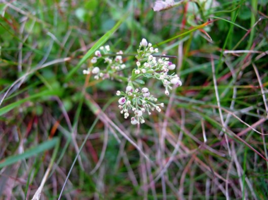 IMG_5488Unknown flower