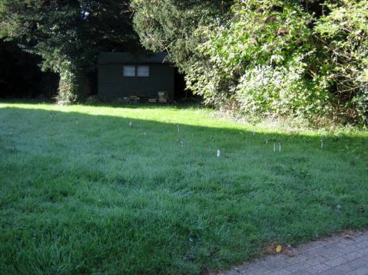 IMG_5742Inkcaps at surgery