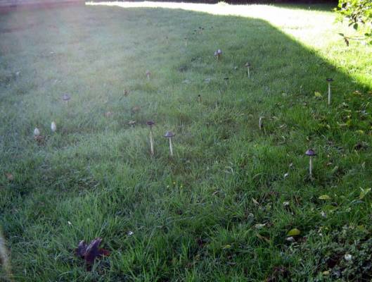 IMG_5743Inkcaps at surgery