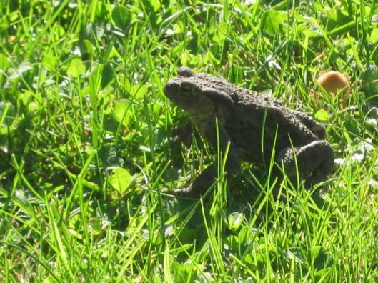 IMG_5747Common toad