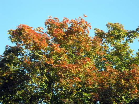 IMG_5755Autumn colour