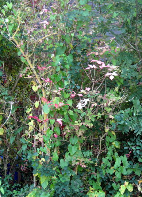 IMG_5758Autumn colour