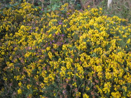 IMG_5772Gorse