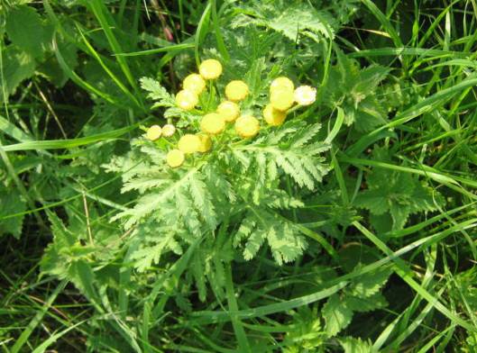 IMG_5779Tansy