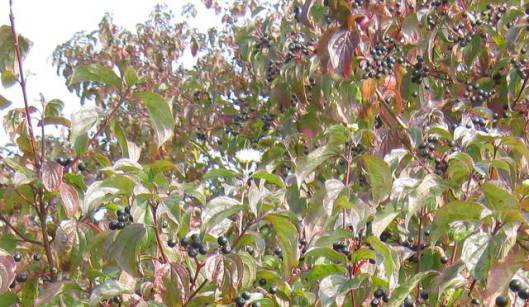 IMG_5782Dogwood - Copy