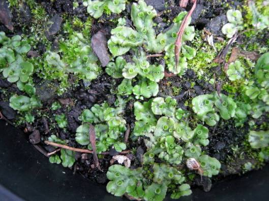 IMG_5783Marchantia polymorpha liverwort with snail