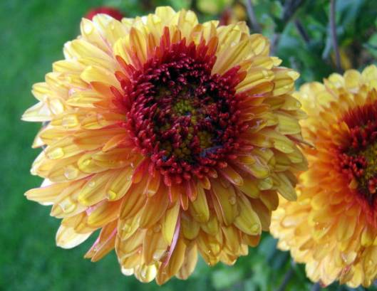 IMG_5788Chrysanthemum