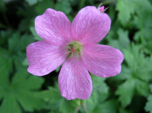 IMG_5789Geranium