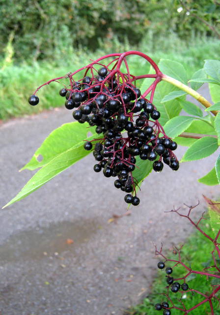 IMG_5793Elderberries