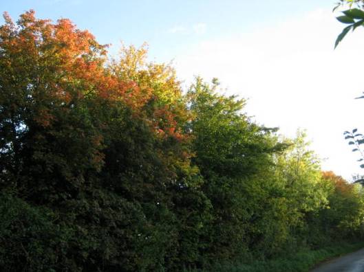 IMG_5795Autumn colour