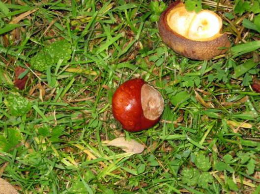 IMG_5806Conker