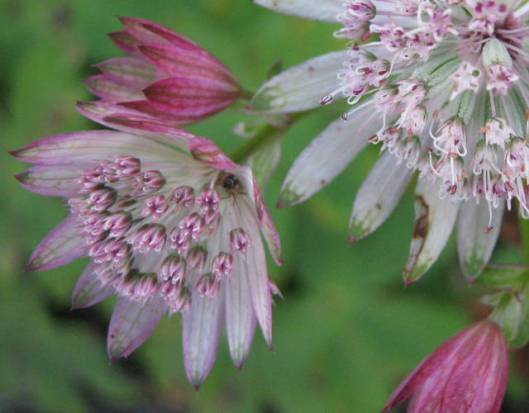 IMG_5811Astrantia