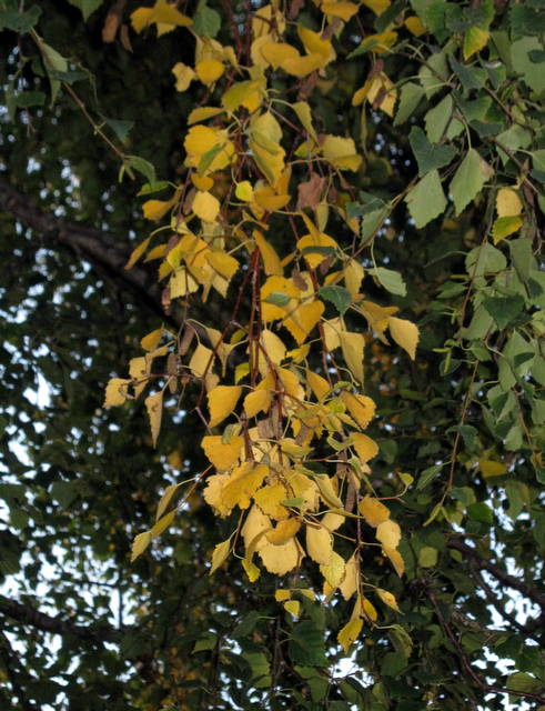 IMG_5812Silver birch