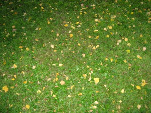 IMG_5813Birch leaves