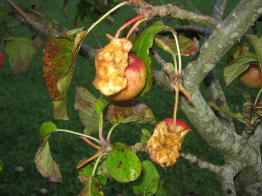 IMG_5821Apple tree damage