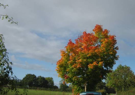 IMG_5831Autumn colour