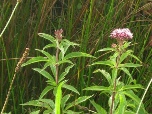 IMG_5832Hemp Agrimony