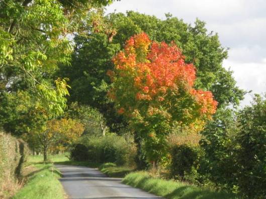 IMG_5835Autumn colour