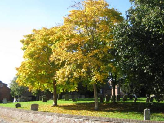 IMG_5840Autumn colour