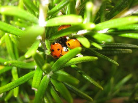 IMG_5850Ladybirds