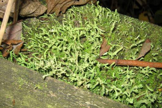 IMG_5852Cladonia  Lichen