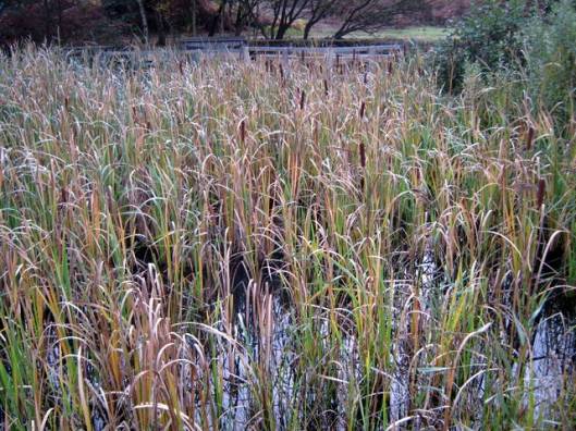 IMG_5856Reeds
