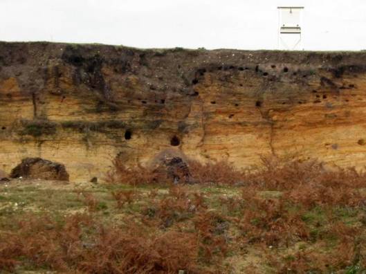 IMG_5857Sand martin burrows