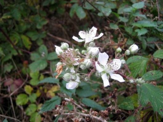 IMG_5869Bramble flowers