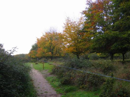 IMG_5874Path at Minsmere