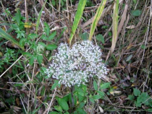IMG_5897Perhaps Lesser Water-parsnip