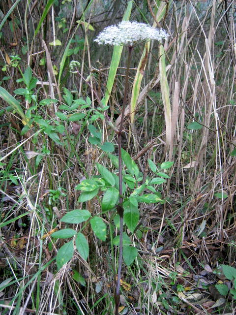 IMG_5898Lesser Water-parsnip