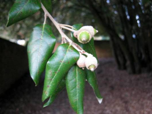 IMG_5903Holm oak