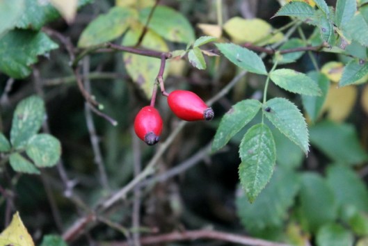 IMG_2512Rosehips