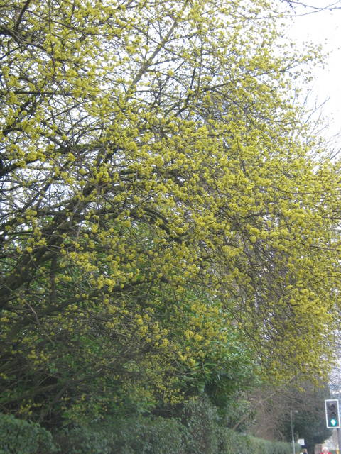 IMG_4216Cornus mas