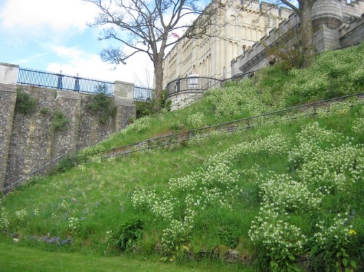 IMG_4487Norwich Castle